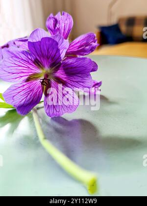 Die blühende violette Kranichschnabelblume liegt auf einer hellgrünen Platte gegen das Licht Stockfoto