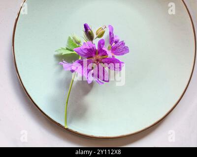 Die blühende violette Kranichschnabelblüte liegt auf einem hellgrünen Teller Stockfoto