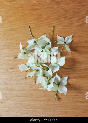 Lose weiße Blüten an Stielen liegen auf einem Holztisch zusammen als florales Stillleben Stockfoto