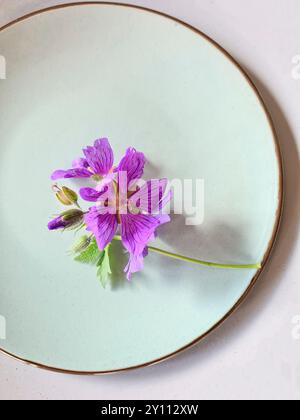 Die blühende violette Kranichschnabelblüte liegt auf einem hellgrünen Teller Stockfoto