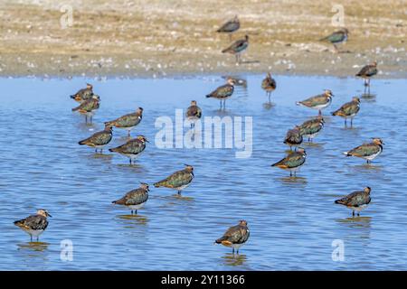 Herde von Nördlichen Kieblingen (Vanellus vanellus), die im Sommer im Flachwasser von Salzwiesen/Salzwiesen entlang der Nordseeküste ruhen Stockfoto