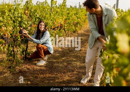 In einem pulsierenden Weinberg sammeln zwei Freunde freudig Trauben, umgeben von üppigen grünen Reben unter der hellen Herbstsonne, um die Ernte se zu genießen Stockfoto