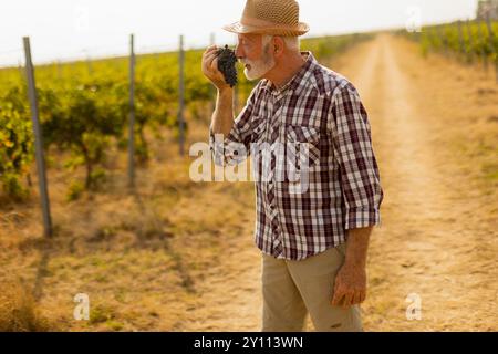 Ein fröhlicher älterer Mann mit Strohhut genießt einen Haufen praller Trauben und zeigt den üppigen Weinberg, der ihn an einem warmen und lebhaften Tag umgibt Stockfoto