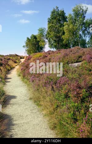 Hathersage Moor Derbyshire UK. Ein ruhiger Pfad durch ein üppiges Moorland aus blühendem Heidekraut unter einem klaren blauen Himmel. Stockfoto