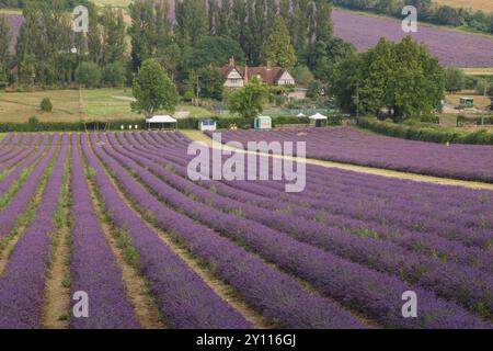 England, Kent, Lavendelfelder auf der Castle Farm bei Sevenoaks Stockfoto