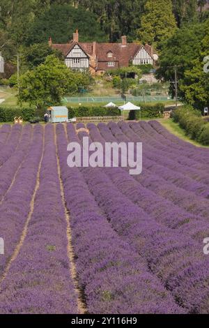 England, Kent, Lavendelfelder auf der Castle Farm bei Sevenoaks Stockfoto