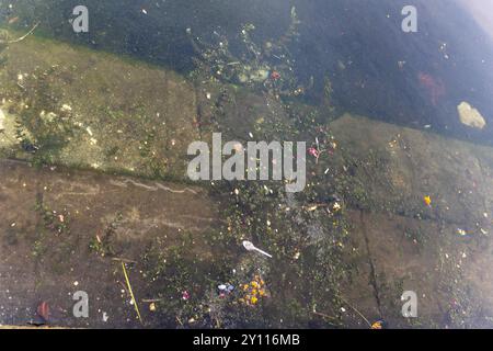 Schmutziges Seewasser mit Algen am Ufer aus oberem Winkel Stockfoto