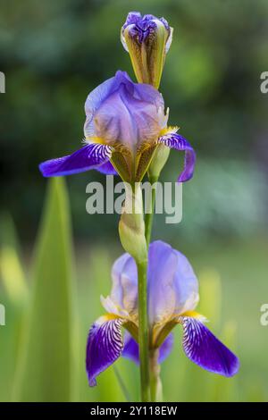 Sibirische Iris Iris pumila, Wiese iris Stockfoto