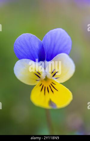 Wildes Stiefmütterchen, Blume, Nahaufnahme Stockfoto