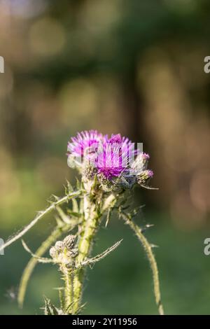 Kanadiendistel (Cirsium arvense), Blütenstand Stockfoto