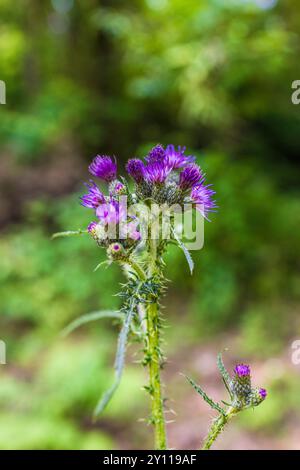 Kanadiendistel (Cirsium arvense), Blütenstand Stockfoto