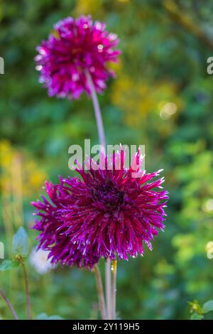 Seerosenblüte Dahlien, Nahaufnahme in der Natur Stockfoto