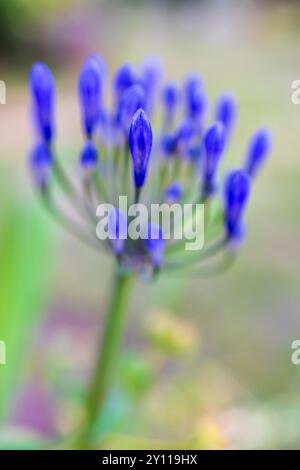 Zierlilie 'Nordstern' (Agapanthus), Nahaufnahme Stockfoto