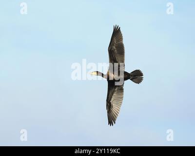 Cormorant verlässt seinen Platz in der Nähe des Schiffskanals von Manchester. Stockfoto