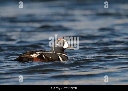 Geraffte entendrake (Histrionicus histrionicus) schwimmt auf dem Fluss laxa, Island Stockfoto