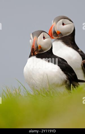 Porträt zweier Papageientaucher (Fratercula arctica) auf einer Klippe bei Latrabjarg, Vogelklippen im Nordwesten Islands Stockfoto