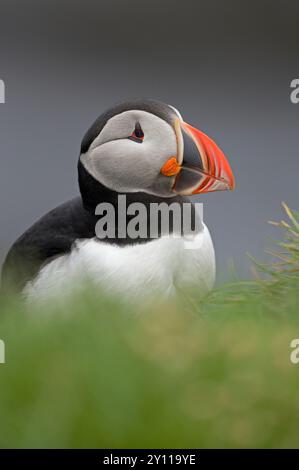 Porträt eines Papageientauchers (Fratercula arctica) auf einer Klippe bei Latrabjarg, Vogelklippen im Nordwesten Islands, Island Stockfoto