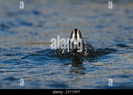 Geraffte entendrake (Histrionicus histrionicus) schwimmt auf dem Fluss laxa, Island Stockfoto