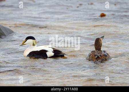Zwei Eiderenten (Somateria mollissima) an der Südküste der Halbinsel Snaefellsnes, Island Stockfoto