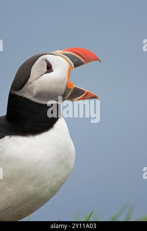 Puffin (Fratercula arctica) mit offenem Schnabel auf einer Klippe bei Latrabjarg, Vogelklippen im Nordwesten Islands Stockfoto