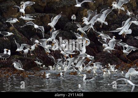 Große Möwen mit schwarzem Rücken (Larus marinus), Heringsmöwen (Larus graellsii) und Fulmars (Fulmarus glazialis), Halbinsel Snaefellsnes, Island Stockfoto