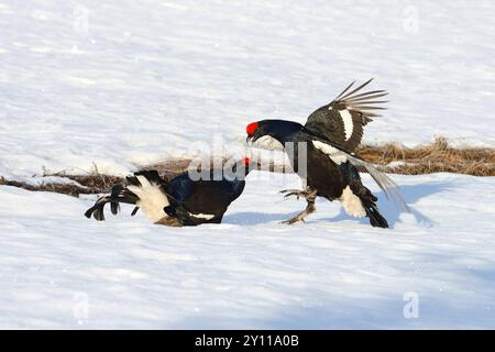 Kampf gegen Schwarzhuhn (Tetrao tetrax) im Schnee auf dem Paarungsboden, Finnland Stockfoto