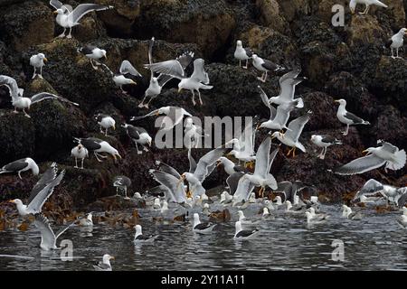 Große Möwen mit schwarzem Rücken (Larus marinus), Heringsmöwen (Larus graellsii) und Fulmars (Fulmarus glazialis), Halbinsel Snaefellsnes, Island Stockfoto