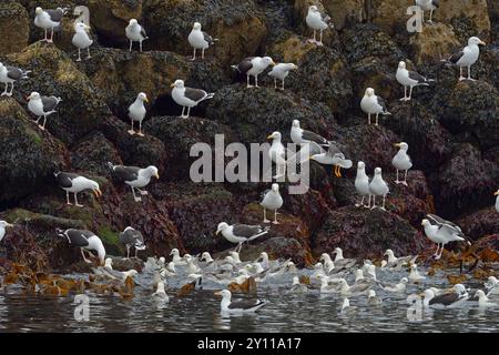 Große Möwen mit schwarzem Rücken (Larus marinus) und Fulmars (Fulmarus glazialis), Halbinsel Snaefellsnes, Island Stockfoto