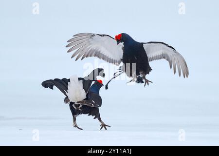 Kampf gegen Schwarzhuhn (Tetrao tetrax) im Schnee auf dem Paarungsboden, Finnland Stockfoto