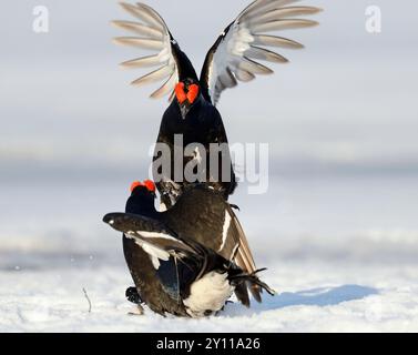 Kampf gegen Schwarzhuhn (Tetrao tetrax) im Schnee auf dem Paarungsboden, Finnland Stockfoto