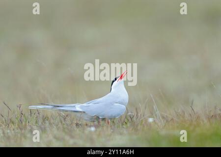 Arktische Seeschwalbe (Sterna paradisea), Island Stockfoto