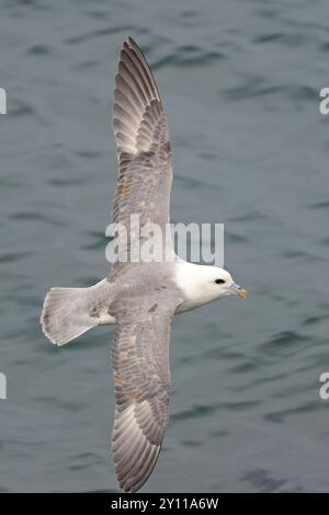 Nördlicher Fulmar (Fulmarus glazialis) im Flug, Nordküste der Snaefellsnes-Halbinsel, Island Stockfoto