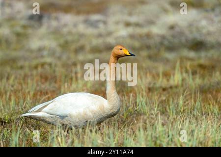 Singschwan (Cygnus cygnus) in der isländischen Tundra, Island Stockfoto