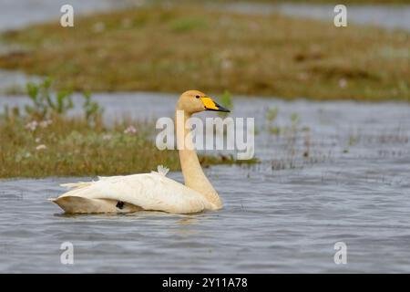 Schwimmender Schwan (Cygnus cygnus) auf dem Brutgebiet, Island Stockfoto