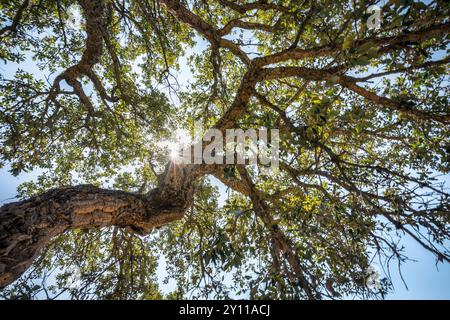 korkeiche, von unten gesehen, die Sonne filtert durch die Äste. Porto Vecchio, Corse-du-Sud, Korsika, Frankreich Stockfoto