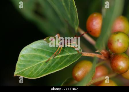 Nymphe der Kastenwanze (Gonocerus acuteangulatus) an Erle (Rhamnus frangula) Stockfoto