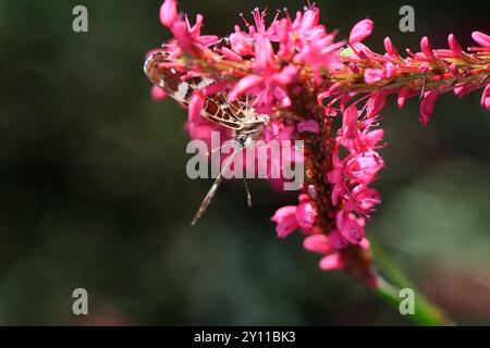 Karte Schmetterling (Araschnia levena) auf Bergvlies (Bistorta amplexicauli, Persicaria amplexicaulis) Stockfoto