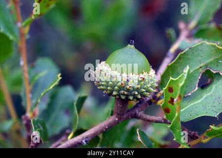 Blätter und Eicheln von Kermes-Eiche (Quercus coccifera) Stockfoto