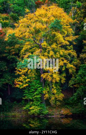 Herbst, Laubfärbung, Baumreflexion, Kriebstein, Zschopau, Sachsen, Deutschland, Europa Stockfoto