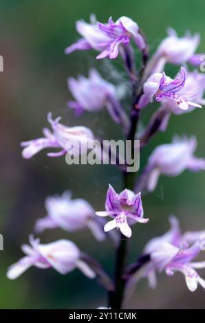 Wilde Orchideen Militärochidee (Orchis militaris) in der Blüte Stockfoto
