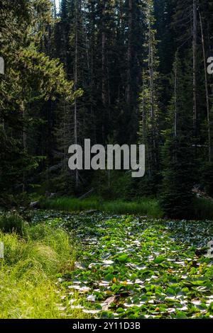 Am Isa Lake säumt ein dichter Wald das Ufer und die Wasseroberfläche ist mit gelben Teichlilien (Nuphar polysepala) im Yellowstone-Nationalpark bedeckt Stockfoto