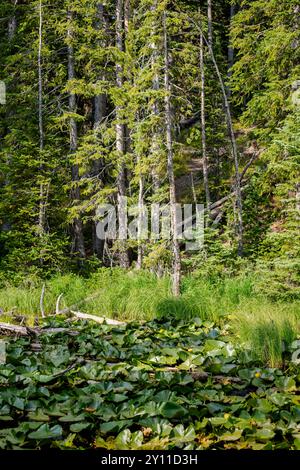 Am Isa Lake säumt ein dichter Wald das Ufer und die Wasseroberfläche ist mit gelben Teichlilien (Nuphar polysepala) im Yellowstone-Nationalpark bedeckt Stockfoto