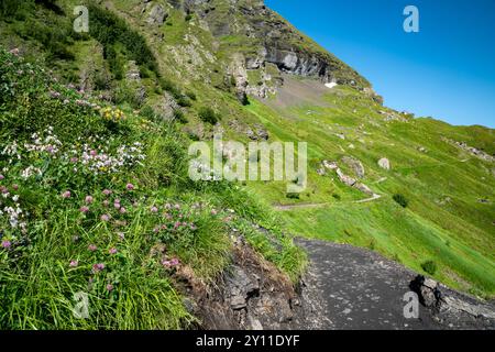 Mannlichen zur Kleinen Scheidegg Wanderwegslandschaft in der Schweiz an einem klaren Sommertag, Wildblumen im Blick Stockfoto