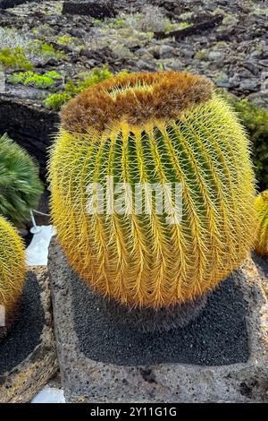 Spanien, Provinz Las Palmas, Kanarische Inseln, Lanzarote, Fundacion Cesar Manrique, Residenz von Cesar Manrique, Garten, Pflanzen, Kakteen Stockfoto