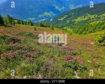 Alpenrosen blühen auf dem Panoramaweg von Krahberg über Zams nach Wenns, Pitztal, Tirol, Österreich, Fernwanderweg E5, Alpenüberquerung von Oberstdorf nach Meran Stockfoto