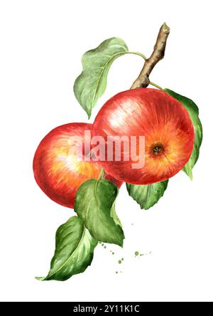 Zweig mit roten Äpfeln. Handgezeichnete Aquarellillustration isoliert auf weißem Hintergrund Stockfoto