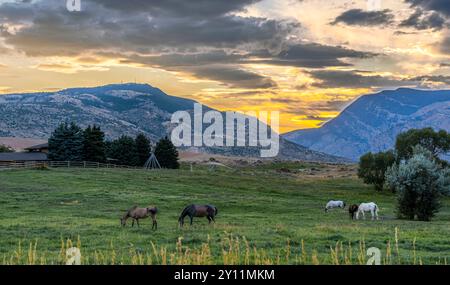 Pferde an den Bergen grasen, während der Sonnenuntergang gelb wird und dunkle Wolken darüber liegen. Sehen Sie Zaun, Bäume, hohes Gras und Sprinkler auf diesem Feld auf einer Ranch. Stockfoto