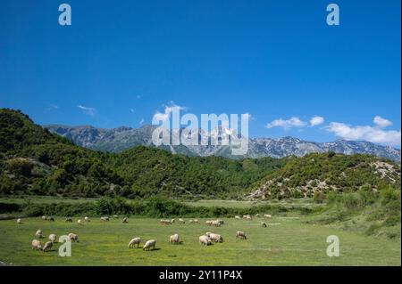 Albanien, Balkanhalbinsel, Südosteuropa, Republik Albanien, Südalbanien, Vjosa-Tal, Vjosa-Nationalpark, wilder Fluss Vjosa, größter natürlicher Fluss in Europa Stockfoto