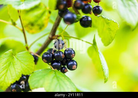 Makroaufnahme von schwarzen Johannisbeeren, die am Sommertag im Garten am Ast hängen. Stockfoto