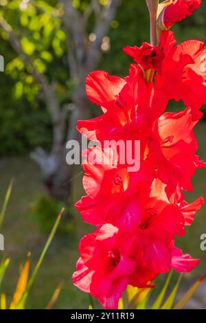 Nahaufnahme einer blühenden roten Gladiolusblume im Garten an einem sonnigen Sommertag. Stockfoto